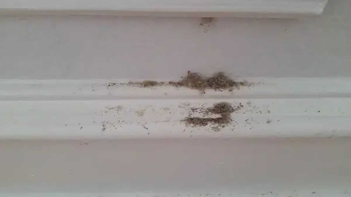 Termite frass on a baseboard