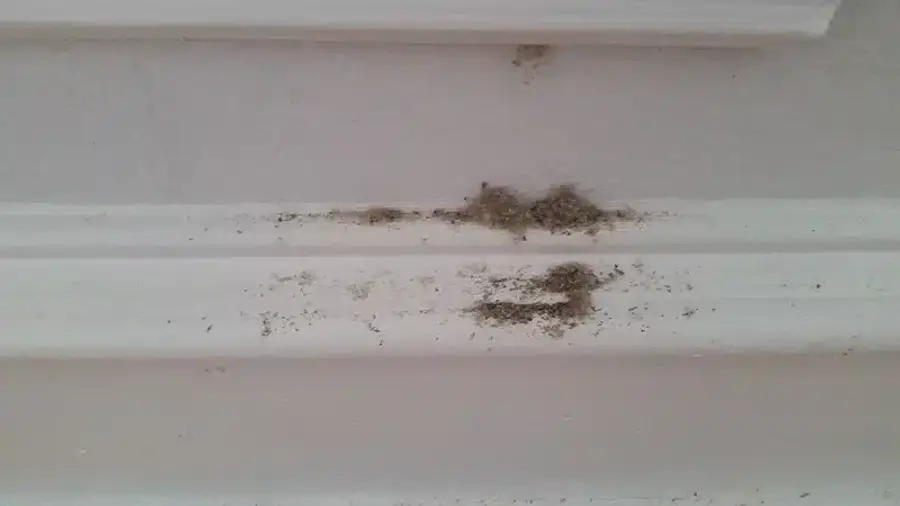 Termite frass pellets on a baseboard showing uniform size and shape