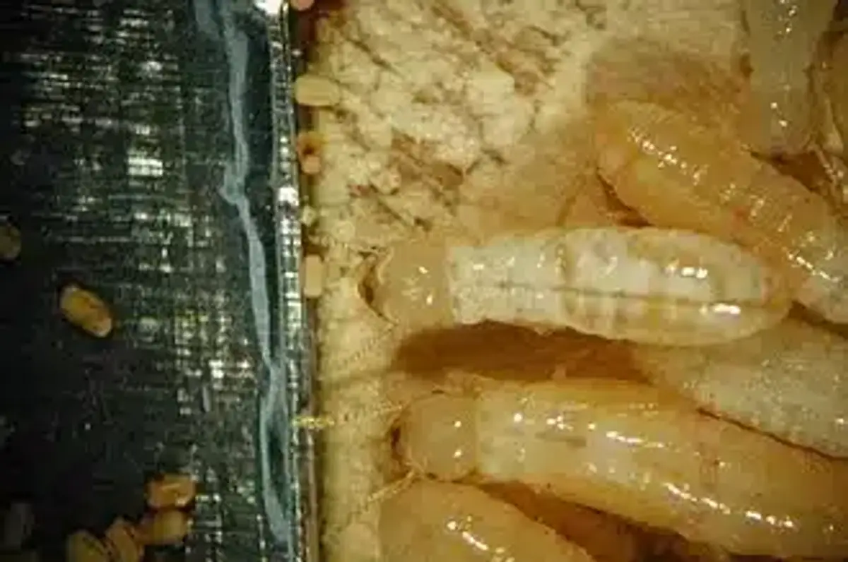 Close-up of termite larvae on wood