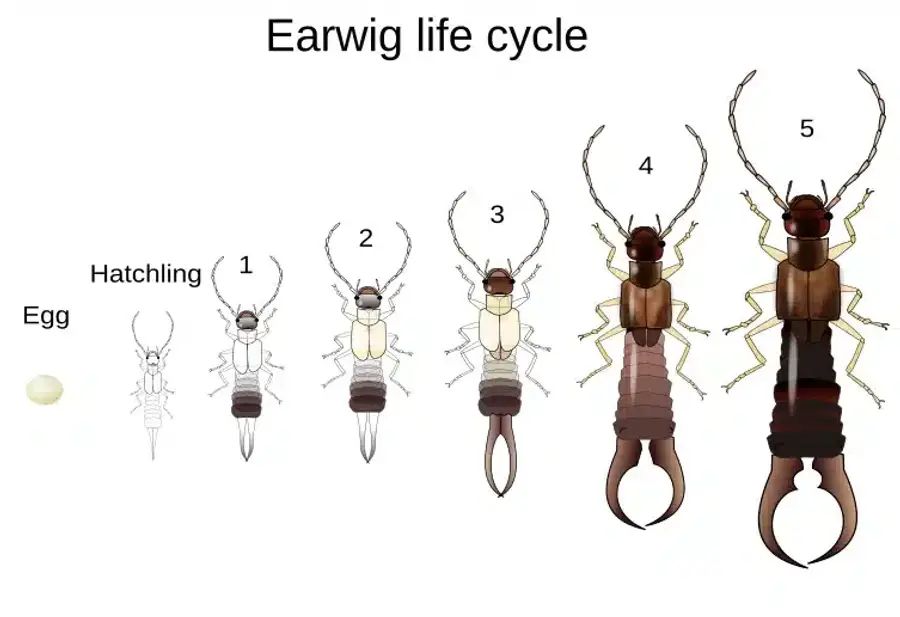 Illustration of termite life stages