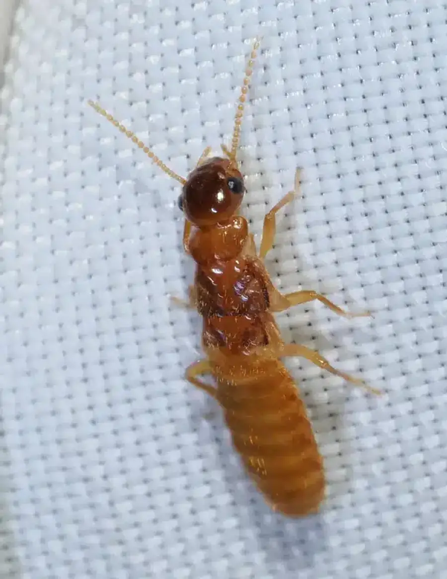 Termite with straight body and thick waist