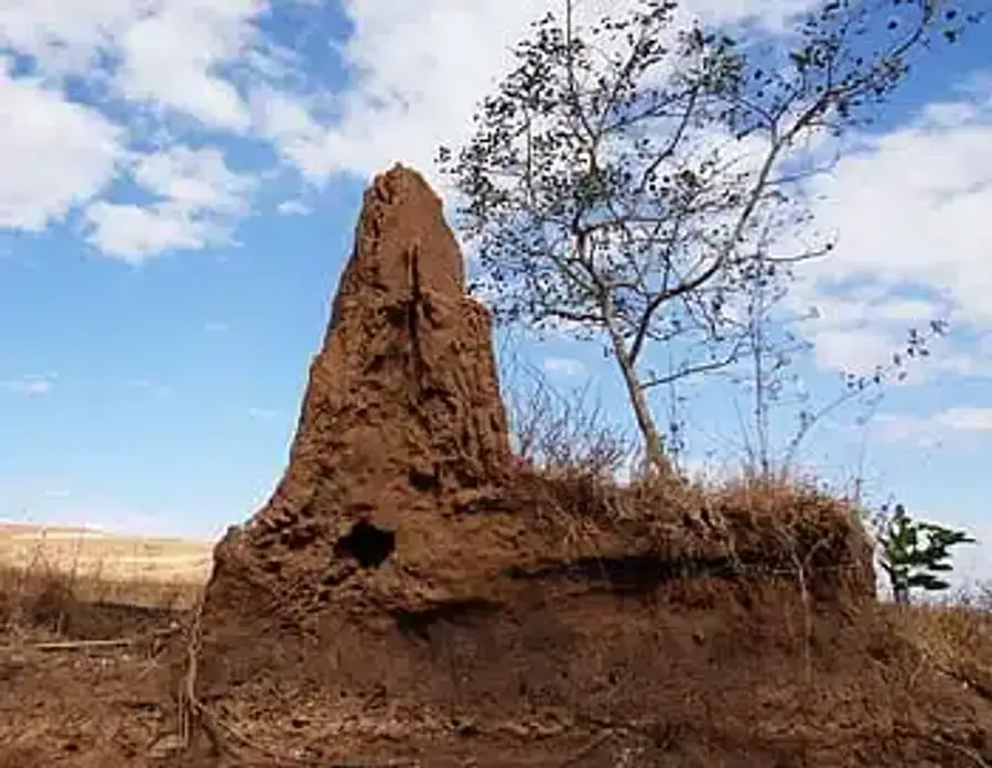 Large termite mound with tree