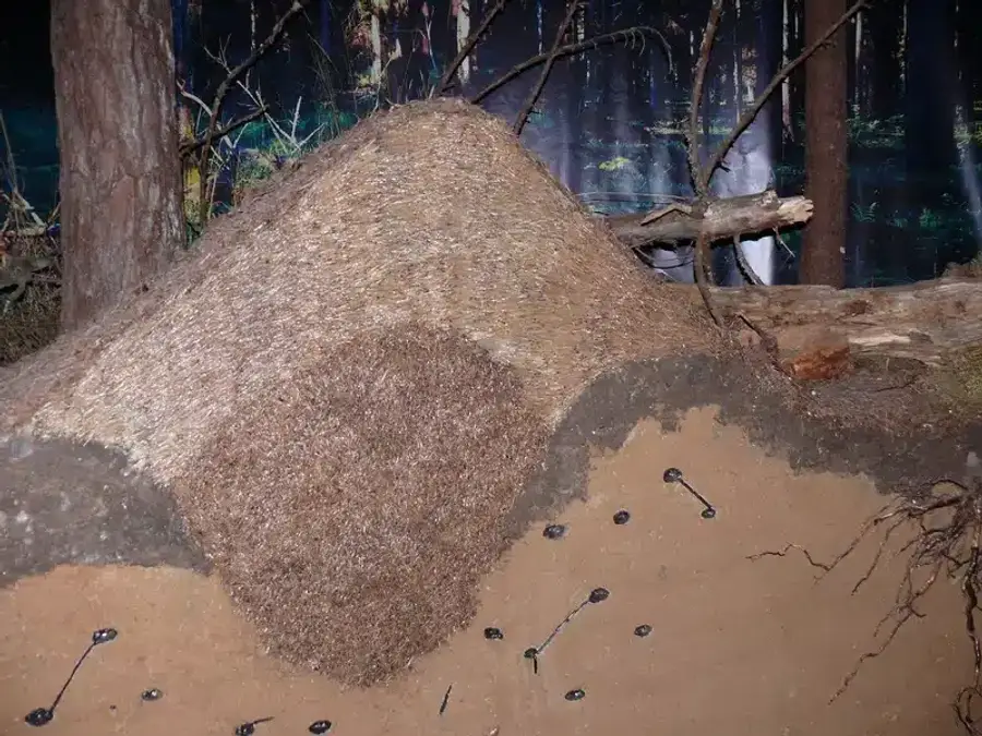 Large termite mound in forest setting
