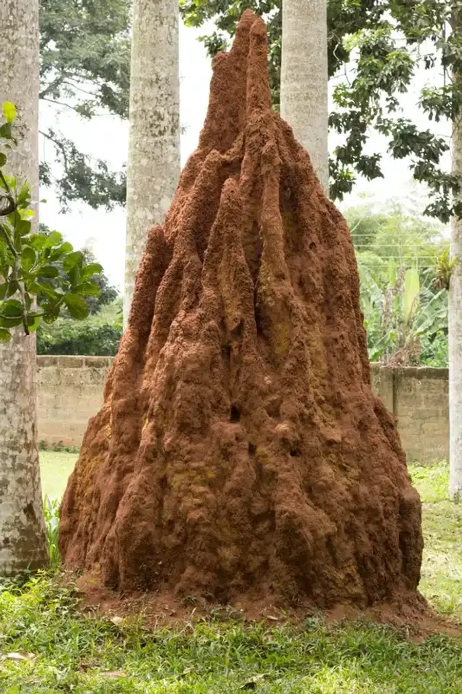 Large termite mound in a garden