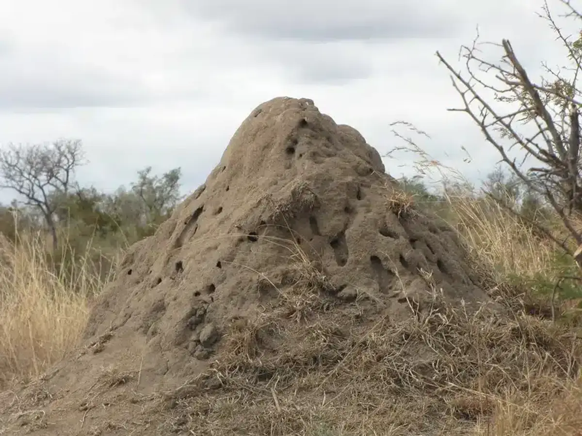 Termite mound in grassy landscape