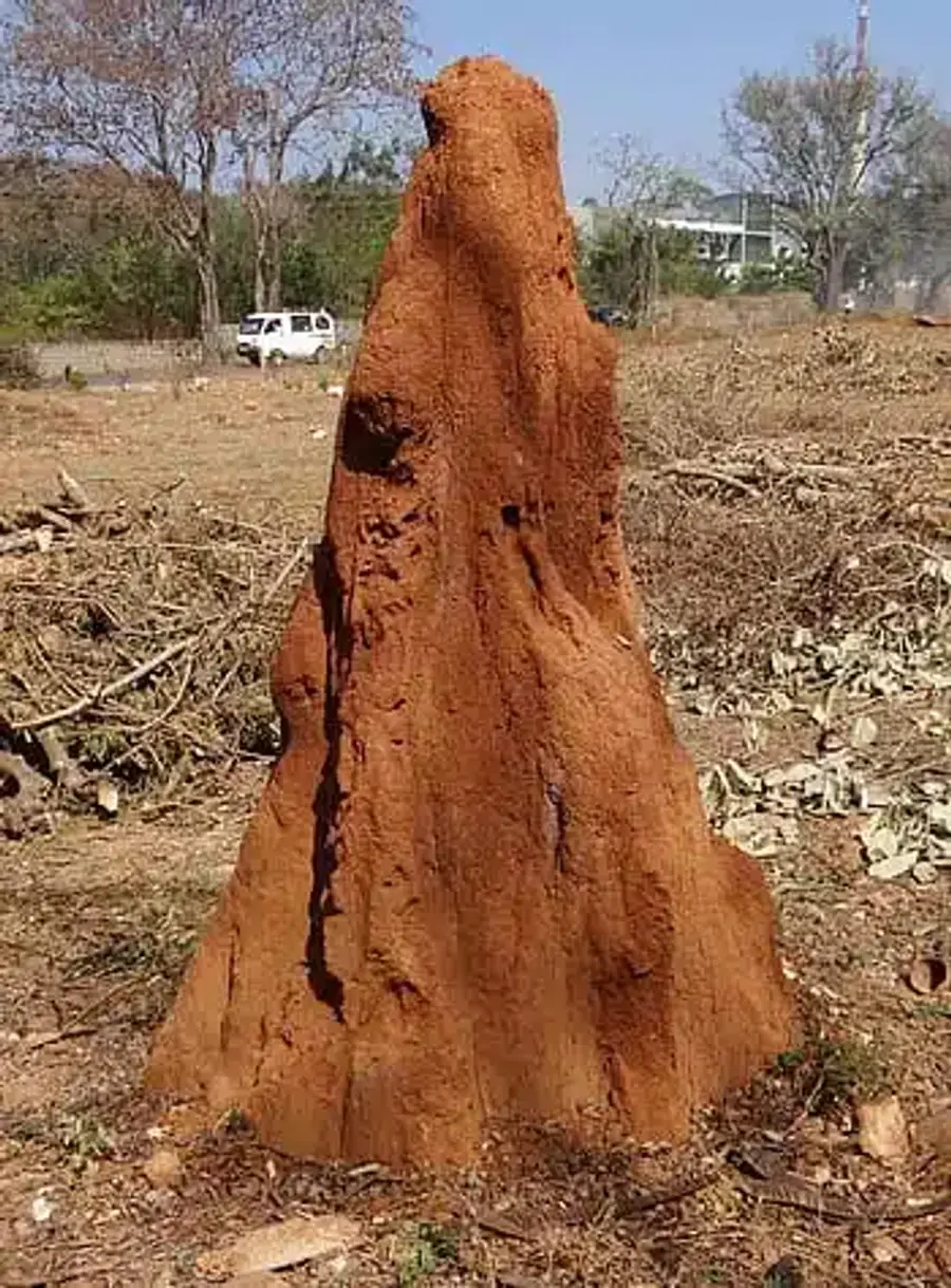 Large termite mound in the field