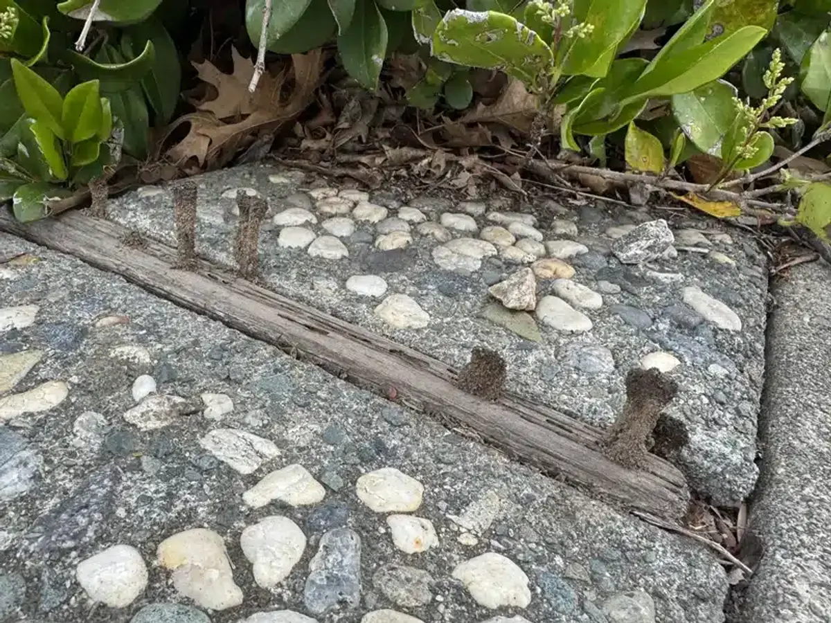 Termite mud tubes emerging from pavement cracks