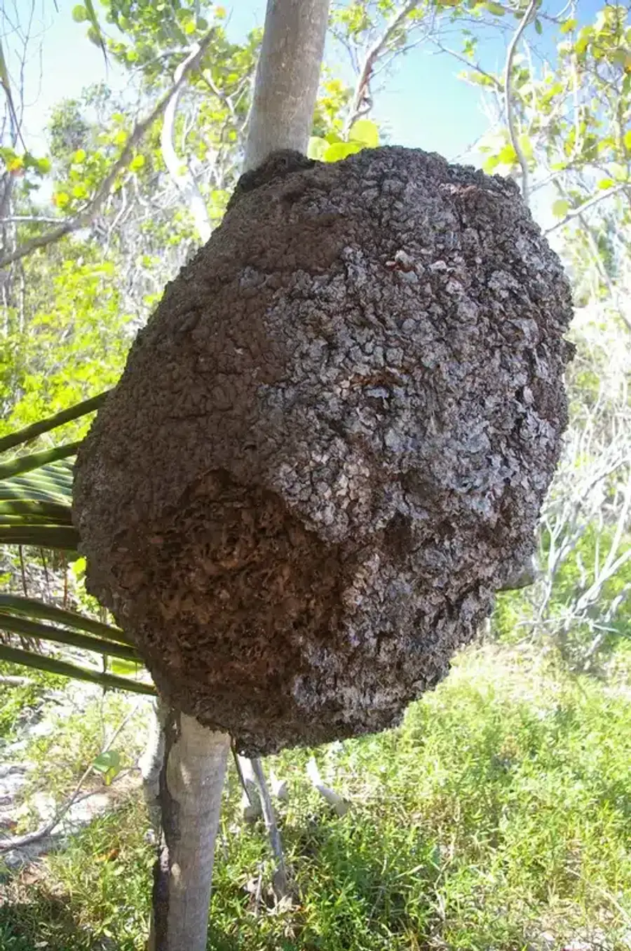 Large termite nest on a tree