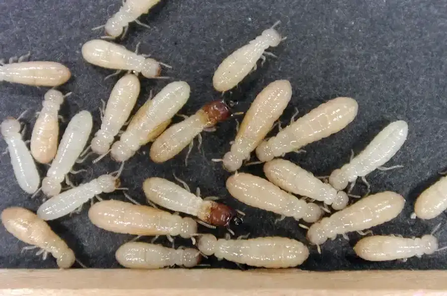 Group of termite nymphs on black surface