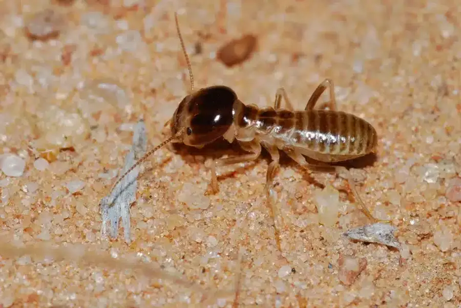 Termite on a sandy surface