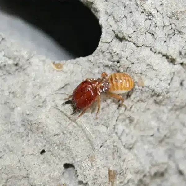 What Do Termites Eat: Homeowner's Guide to Termite Diets