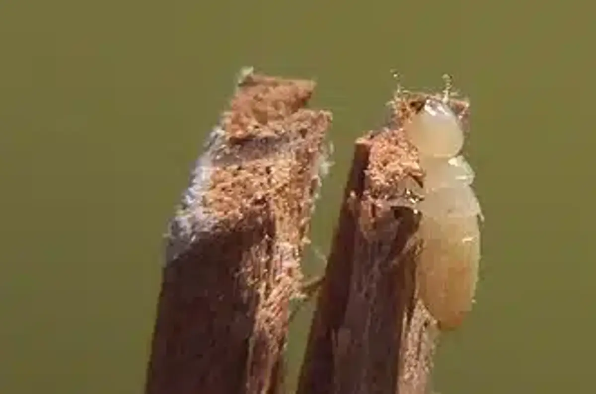 Termite on a wooden surface