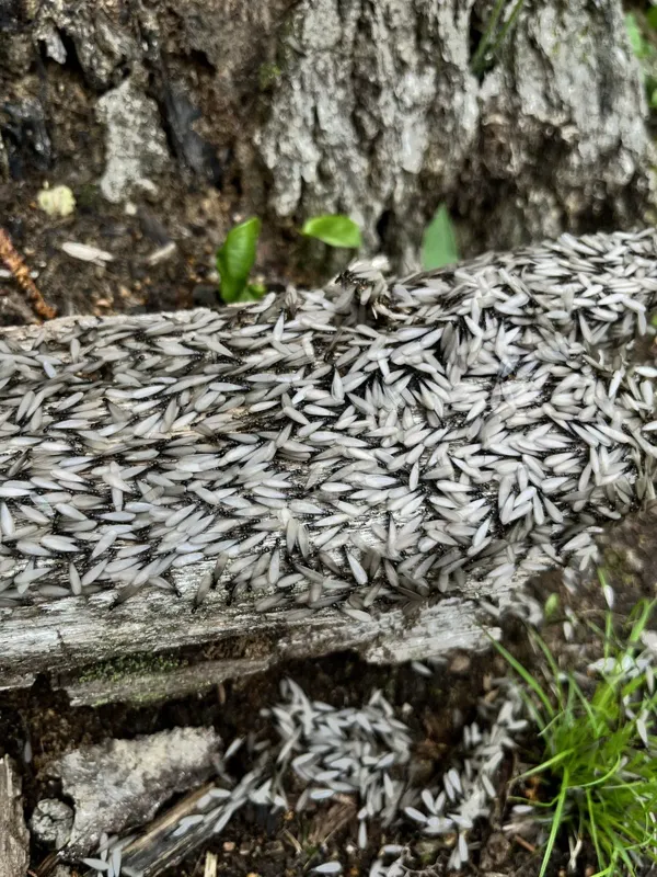Termite Swarmers: What They Are, When They Appear, and What To Do