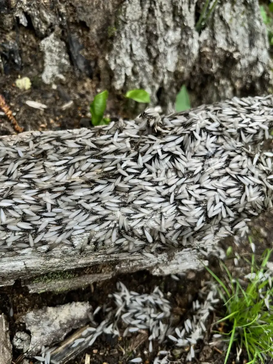 Hundreds of winged termite swarmers covering a log