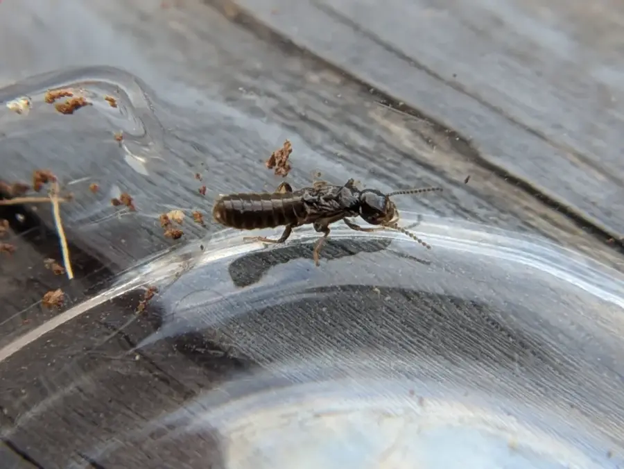 Dark termite swarmer that has shed its wings