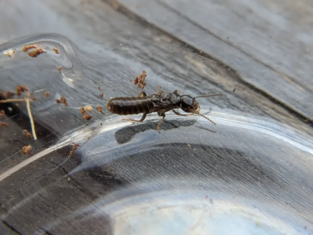 Close-up of a termite swarmer on a wooden surface showing its wings and body structure