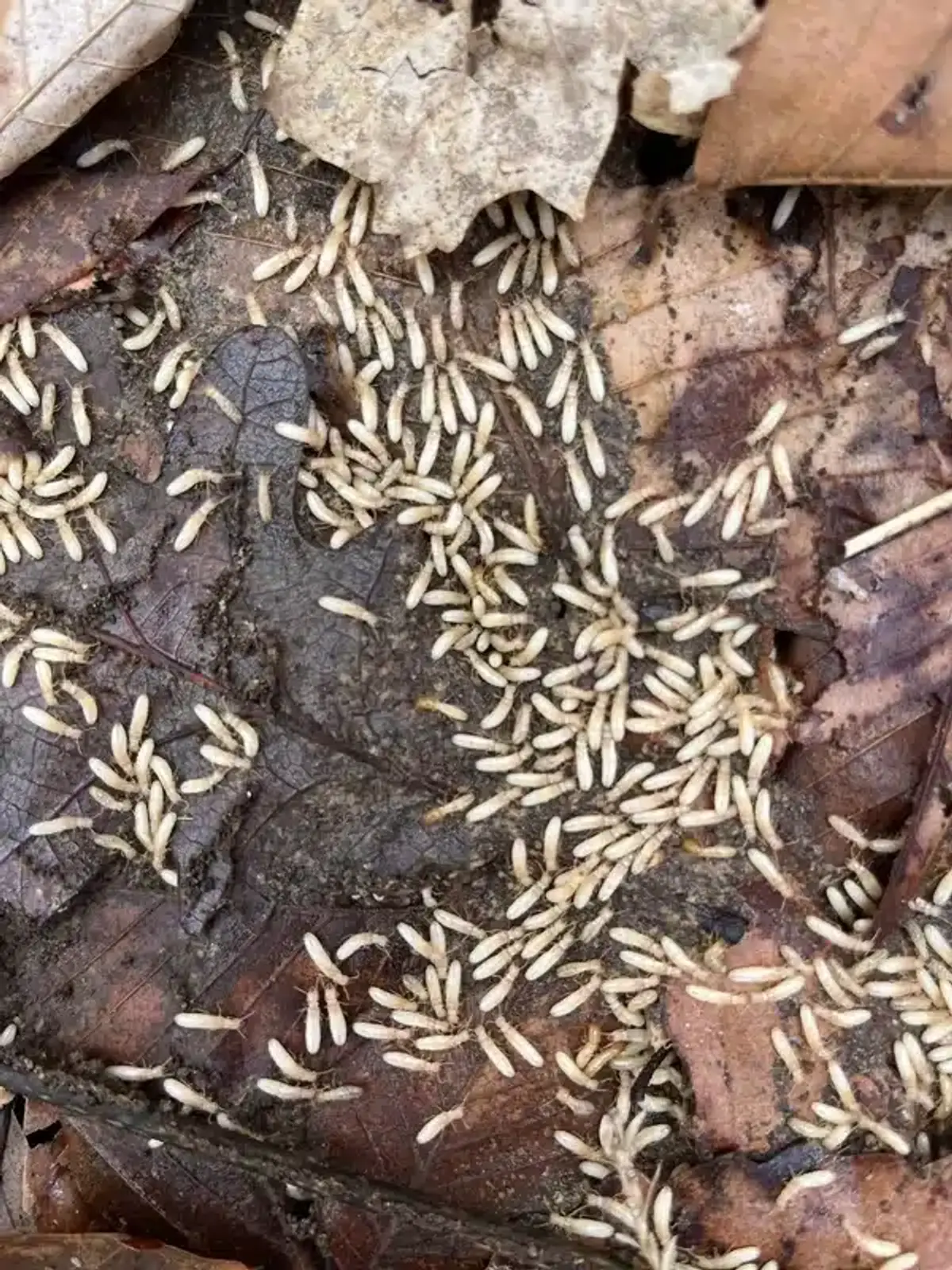 Termite workers distributed over rotting plant matter and leaves.