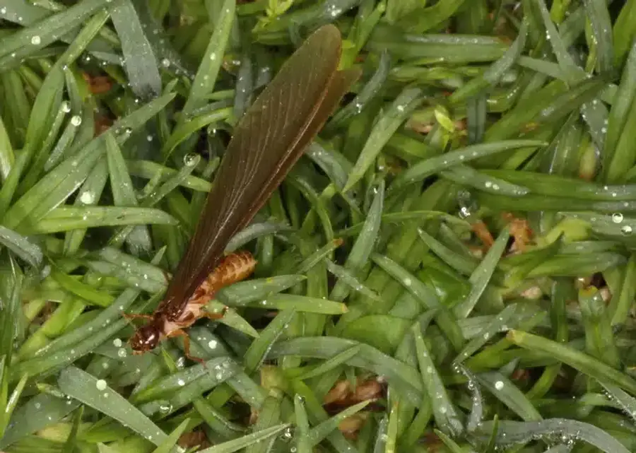 Termite winged reproductive on grass