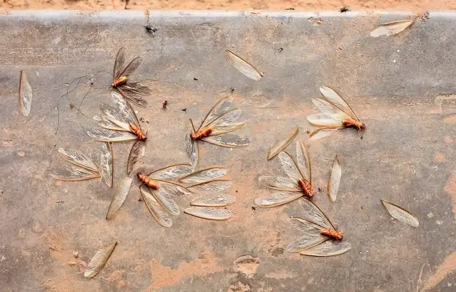 Termites with wings on a surface