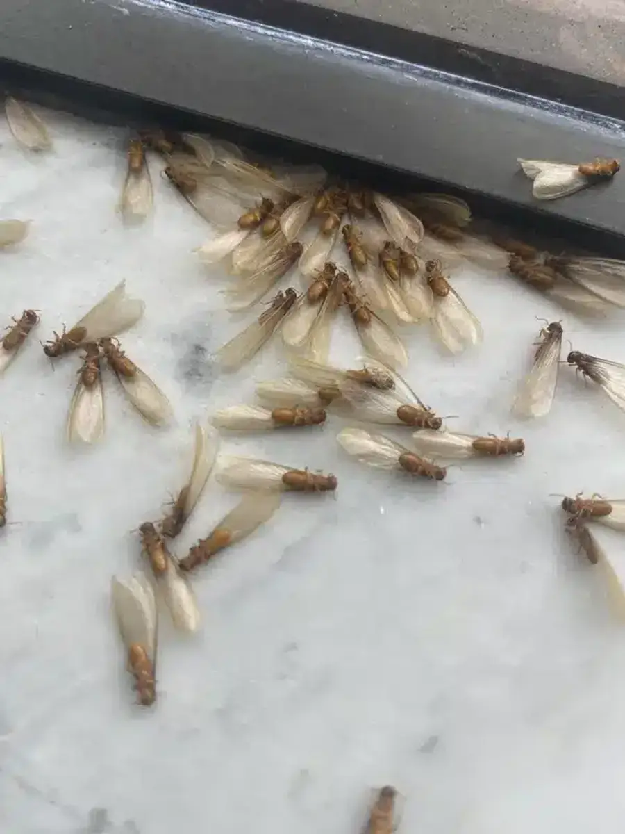 Swarms of termites with wings