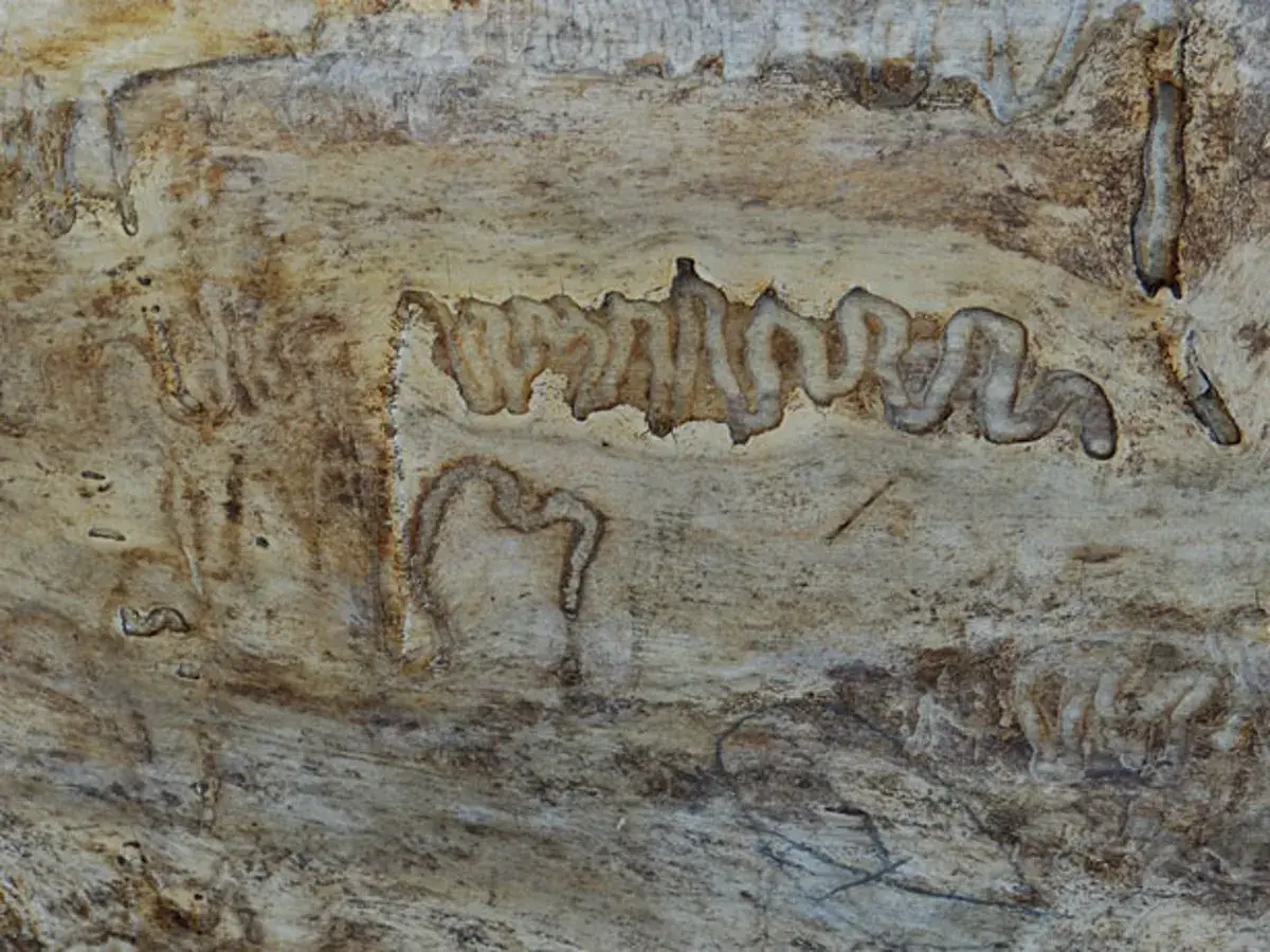 Termite galleries carved into damaged wood showing characteristic feeding patterns