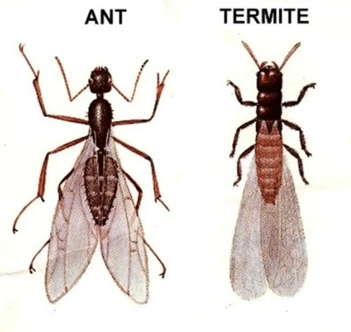 Side-by-side comparison showing the body shape differences between ants and termites