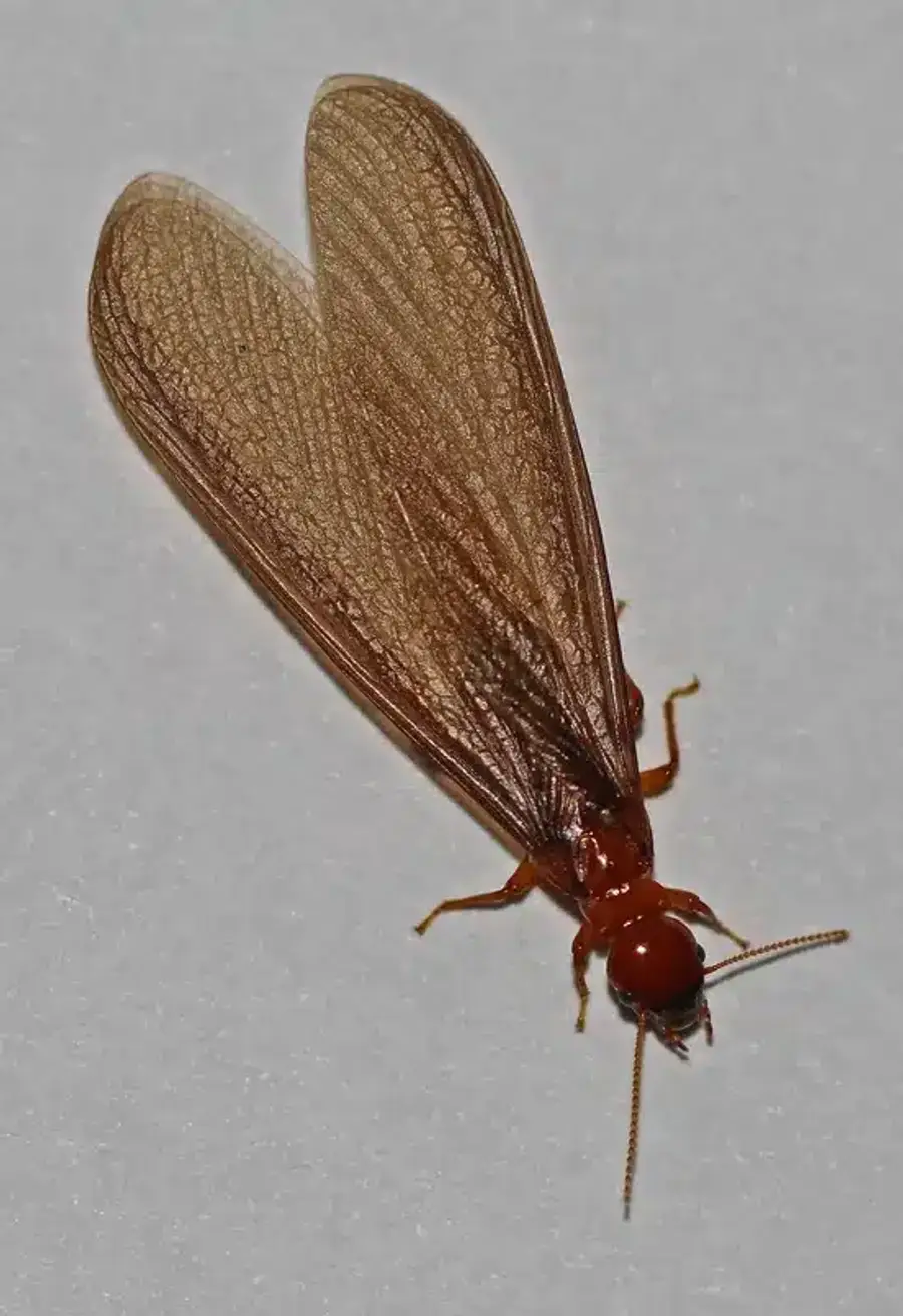 Winged adult termite on white background