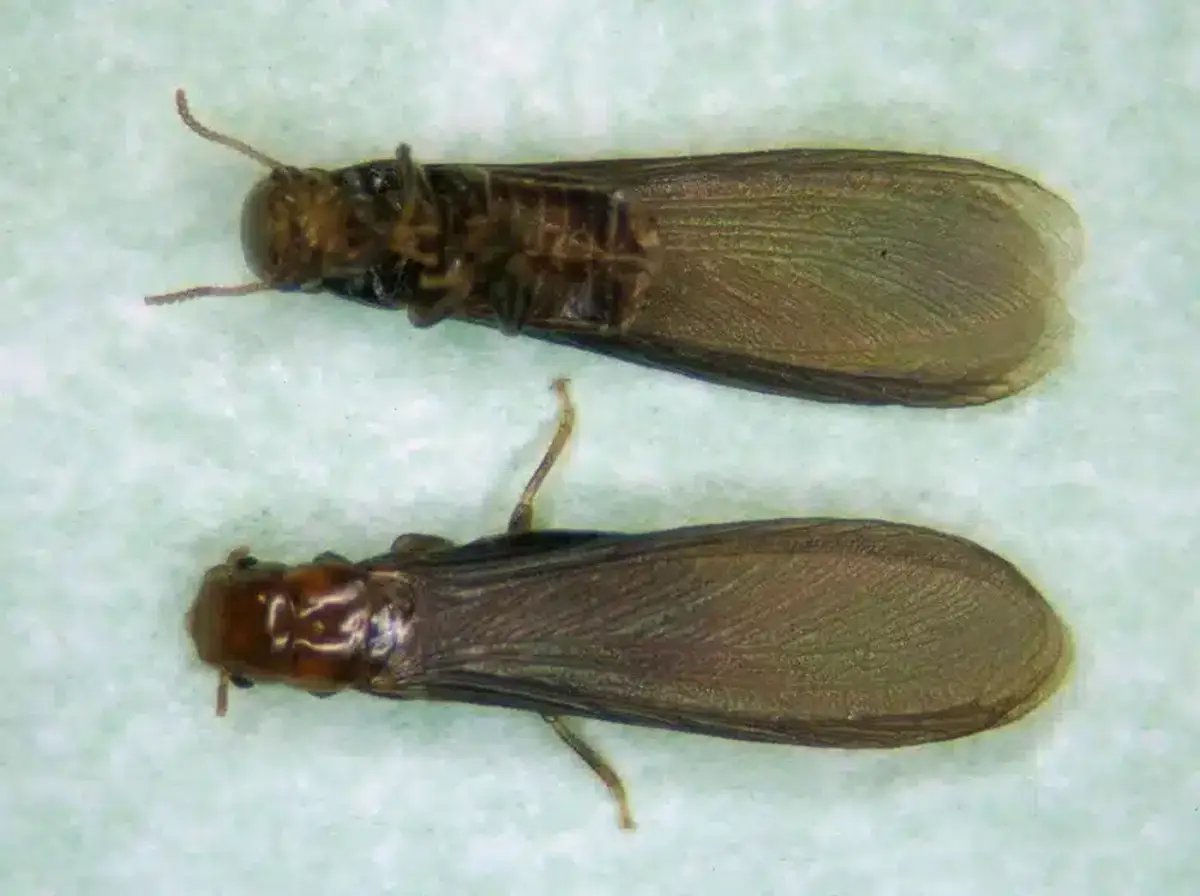Two termite winged reproductives