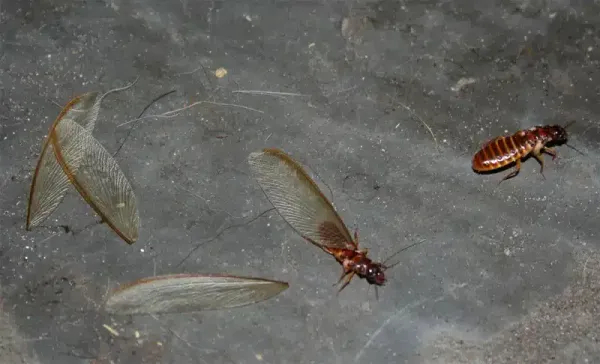 Why Do Flying Termites Suddenly Appear? Signs & Treatment