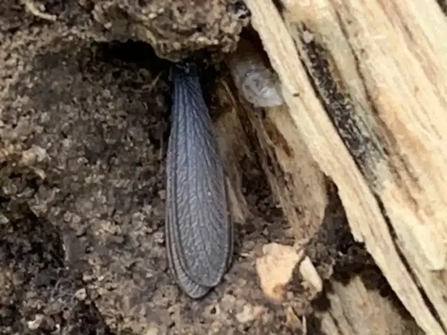 Discarded termite wings found in wood