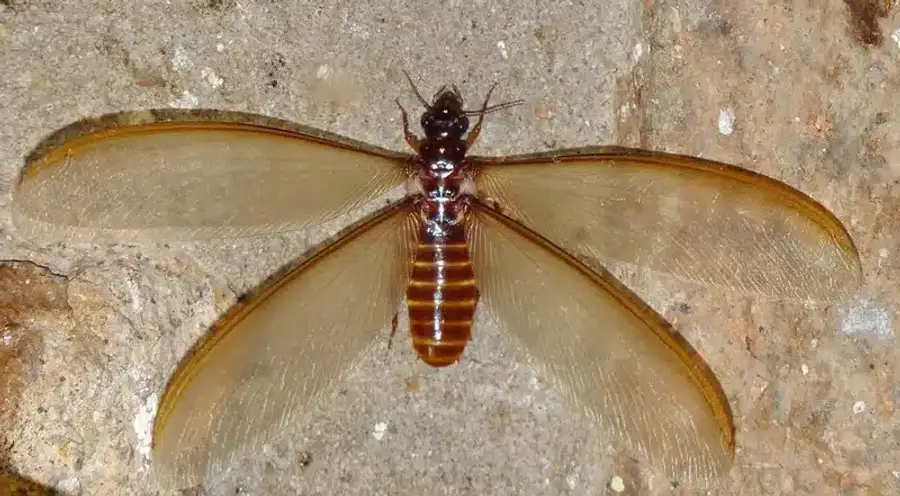 Winged termite resting on a surface