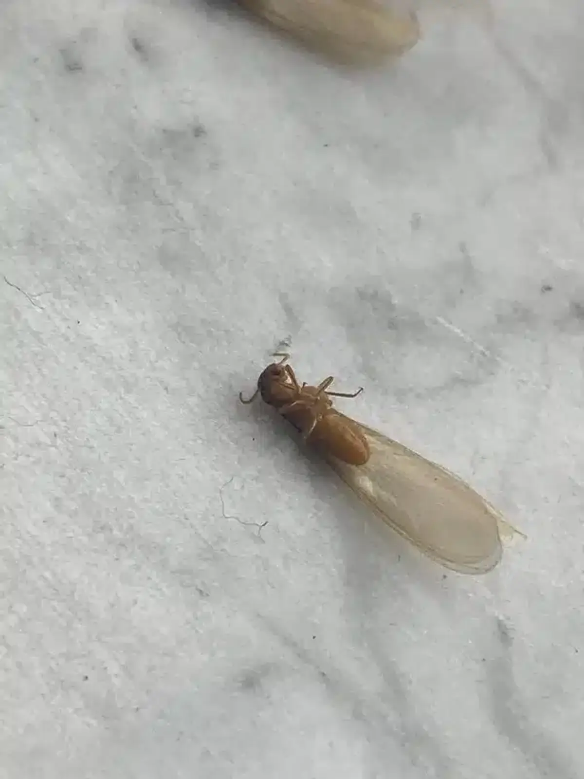 Winged termite on a surface