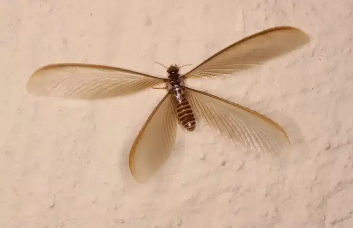Winged insect on a light wall