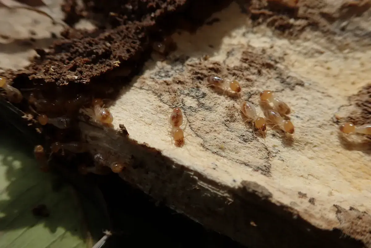 Termite workers feeding on damaged wood showing typical infestation patterns