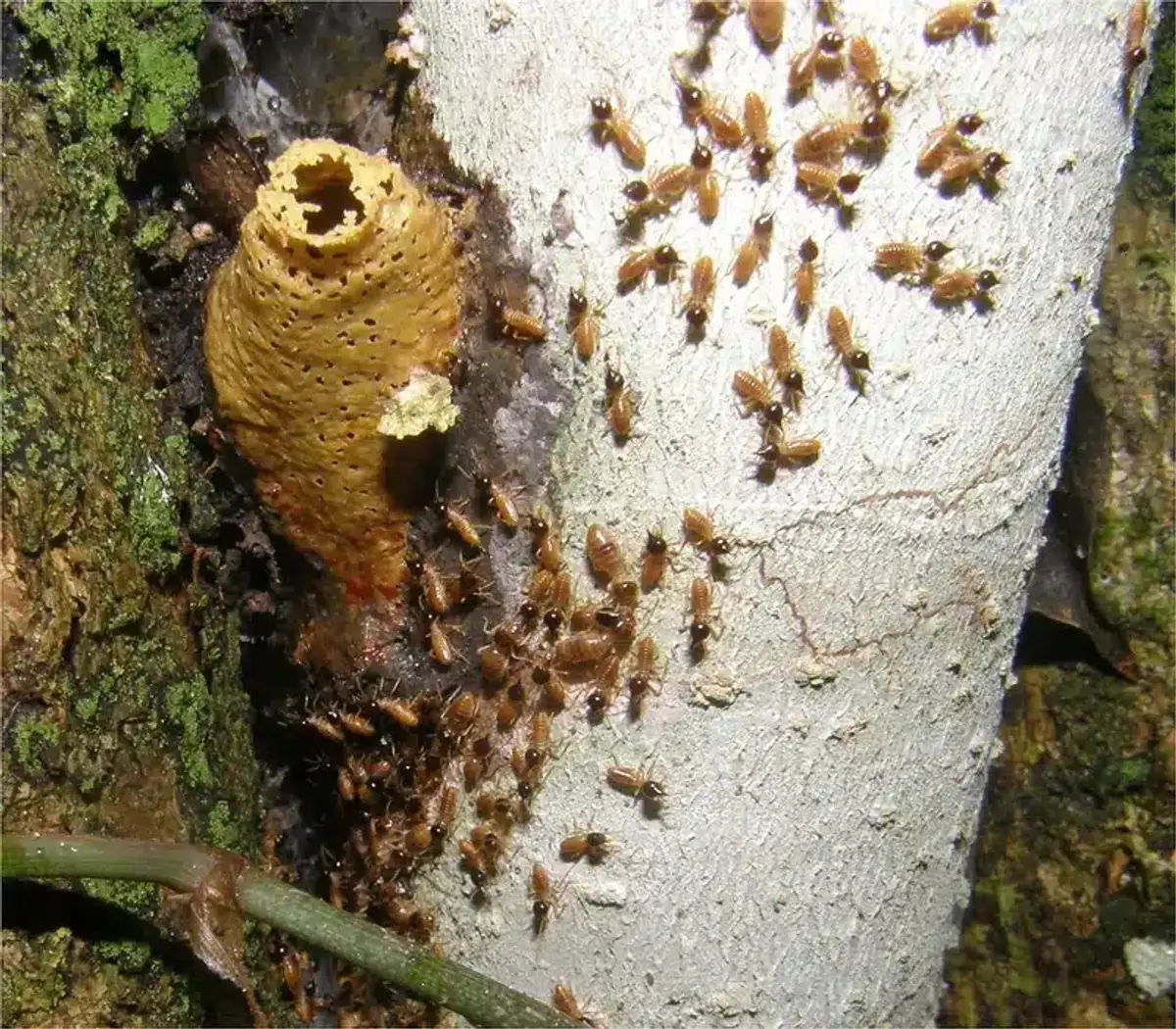 Termite nest on tree bark with insects