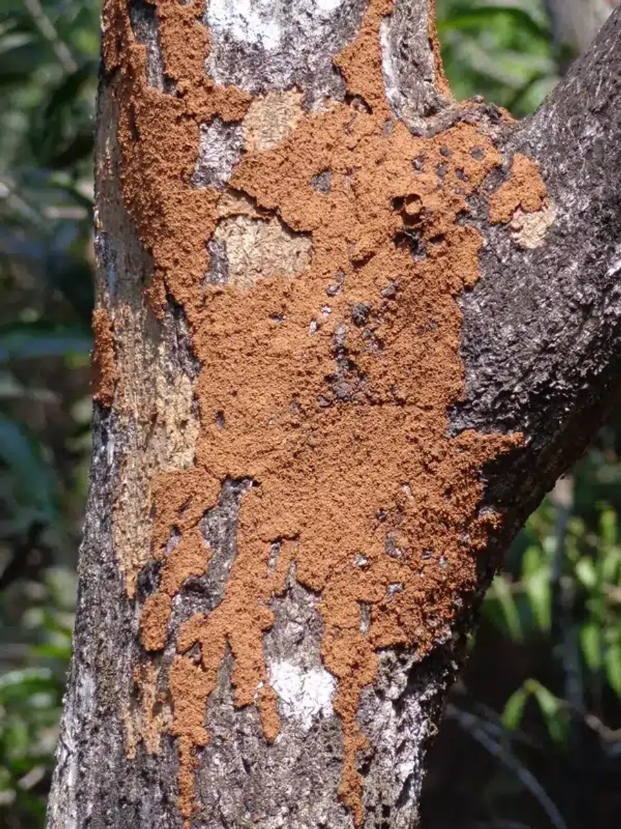 Termite damage on tree bark