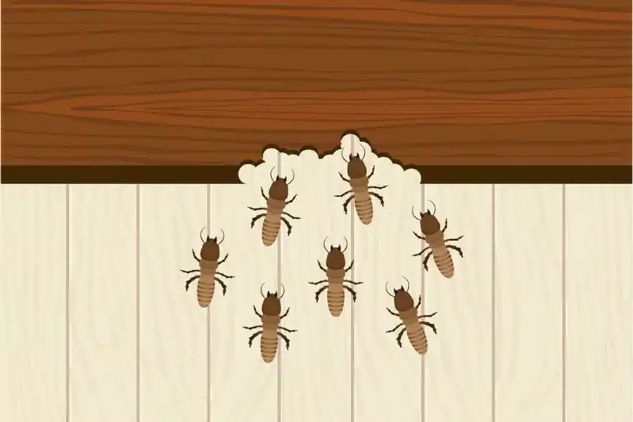 Termites damaging a wooden beam