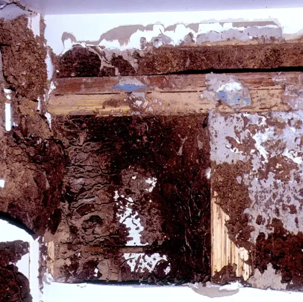 Termite Tunnels 101: What These Mud Tubes Mean for Your Home