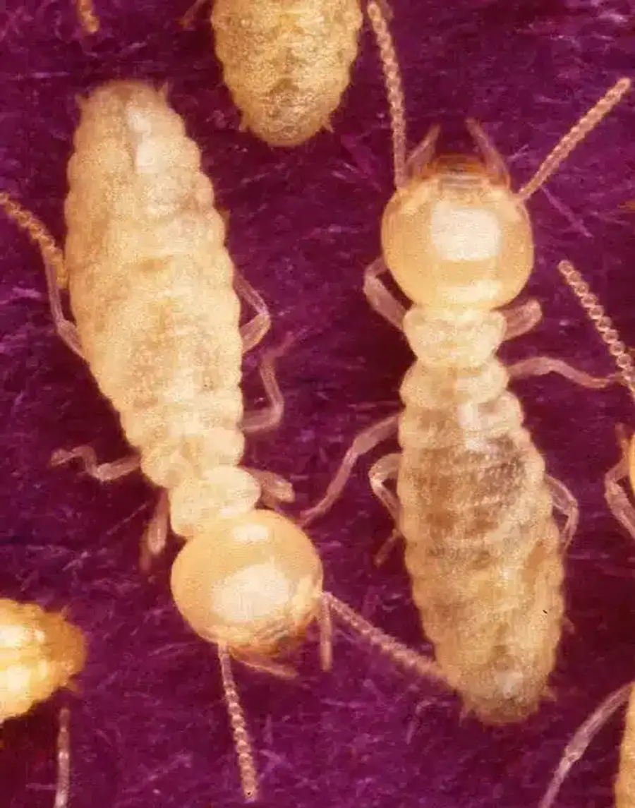 Close-up of termite workers showing their small size and pale coloring