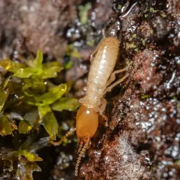 Eastern subterranean termite workers and soldiers showing their pale, creamy-white coloring