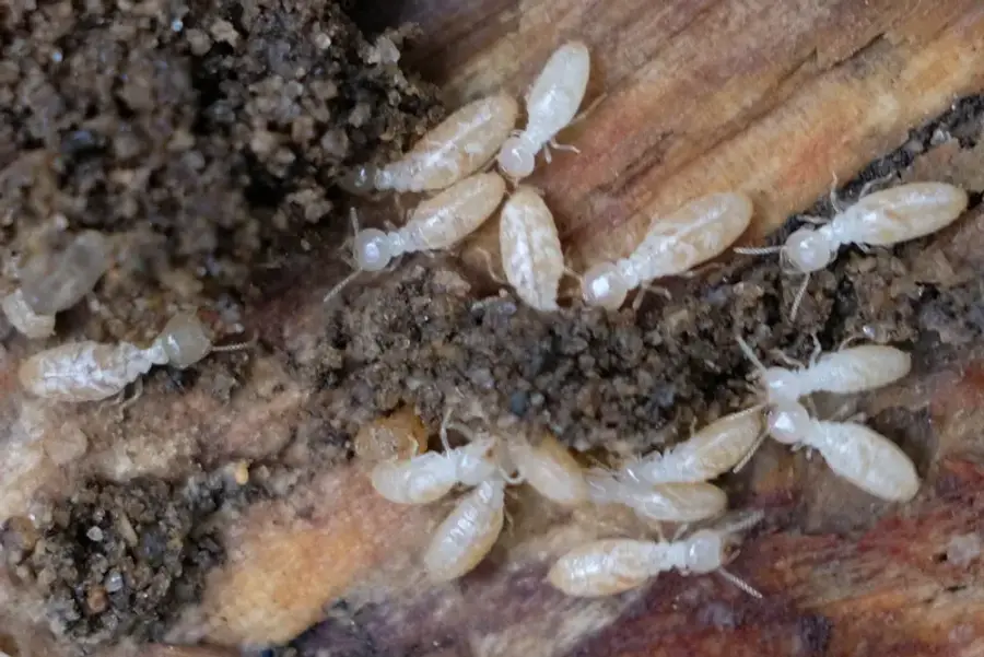 Termite workers feeding on damaged wood showing active colony