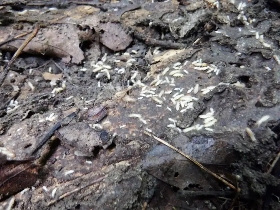 Pale termites crawling through damp wood debris and soil