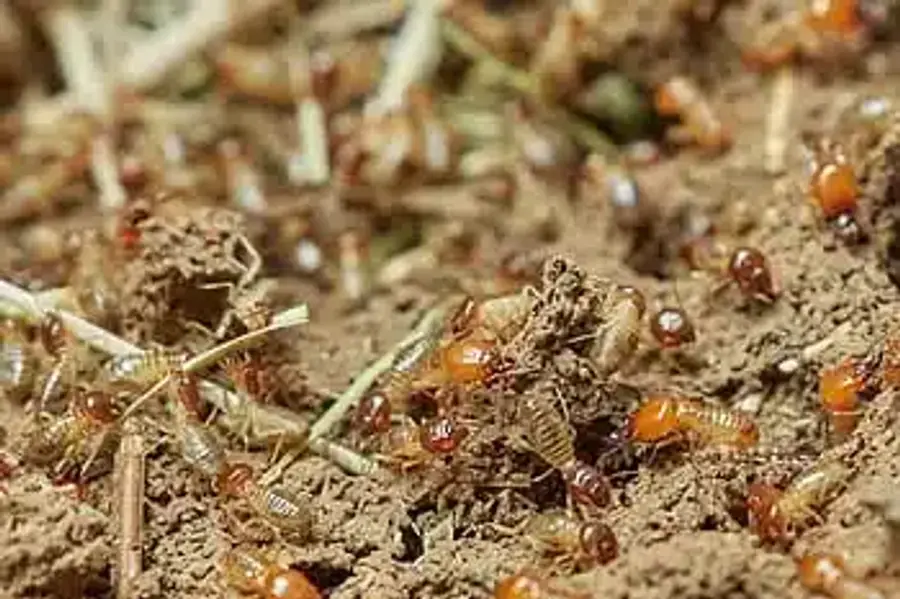 Group of termites in soil
