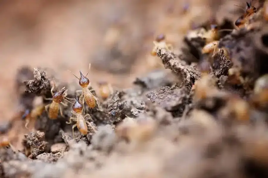 Group of termites in soil