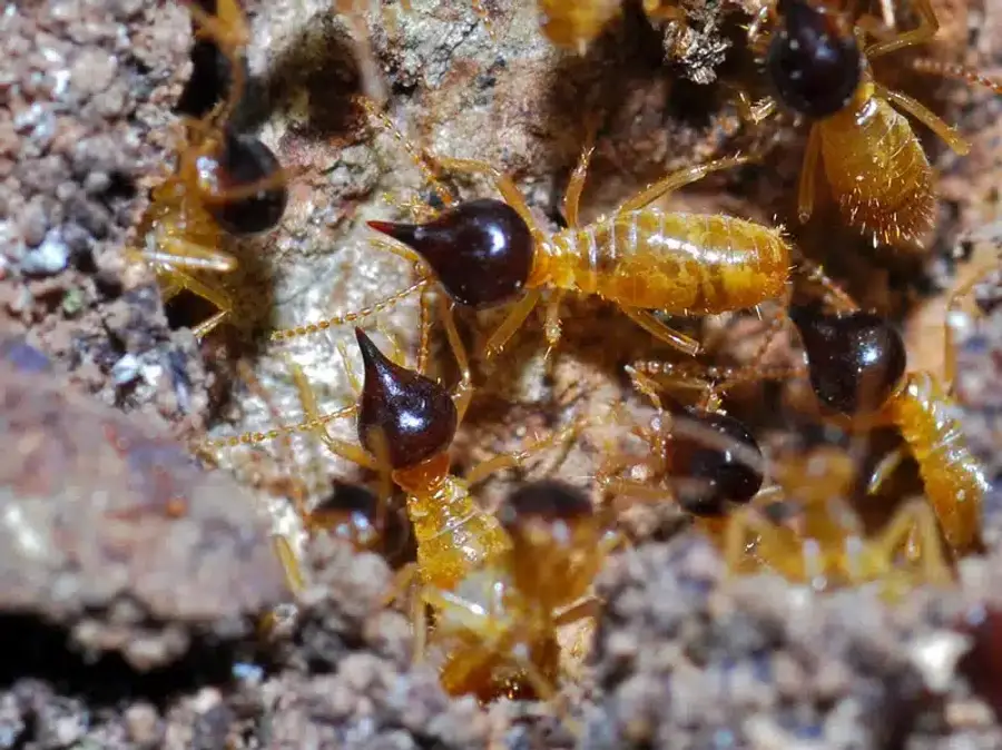 Close-up of termites in soil