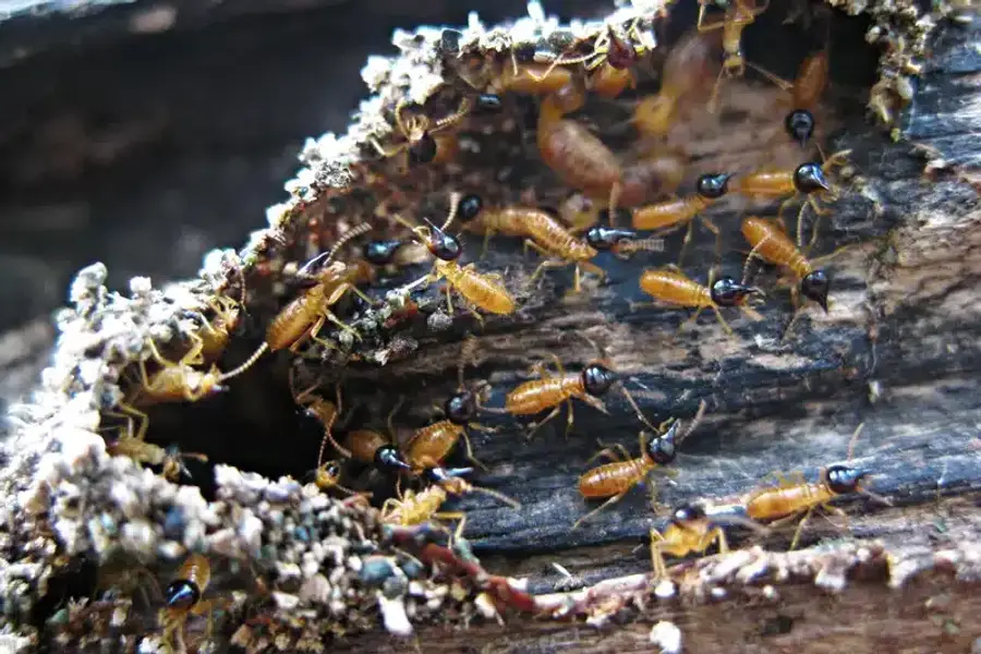 Termites swarming inside damaged wood structure