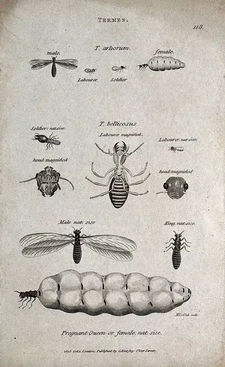 Illustration of various termite stages
