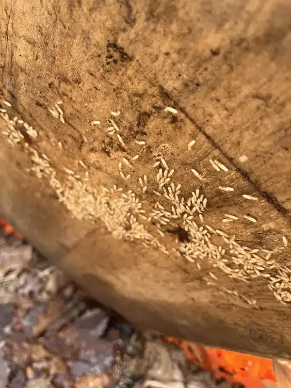 Termites in Firewood: What Every Homeowner Should Know