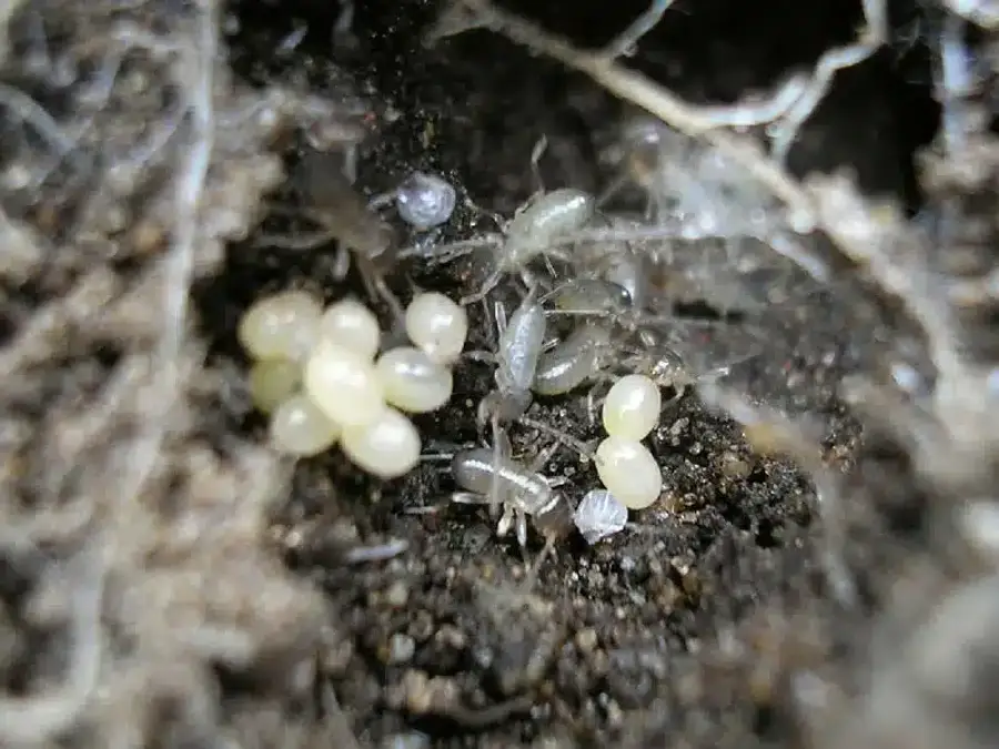 Termites with eggs in a nest