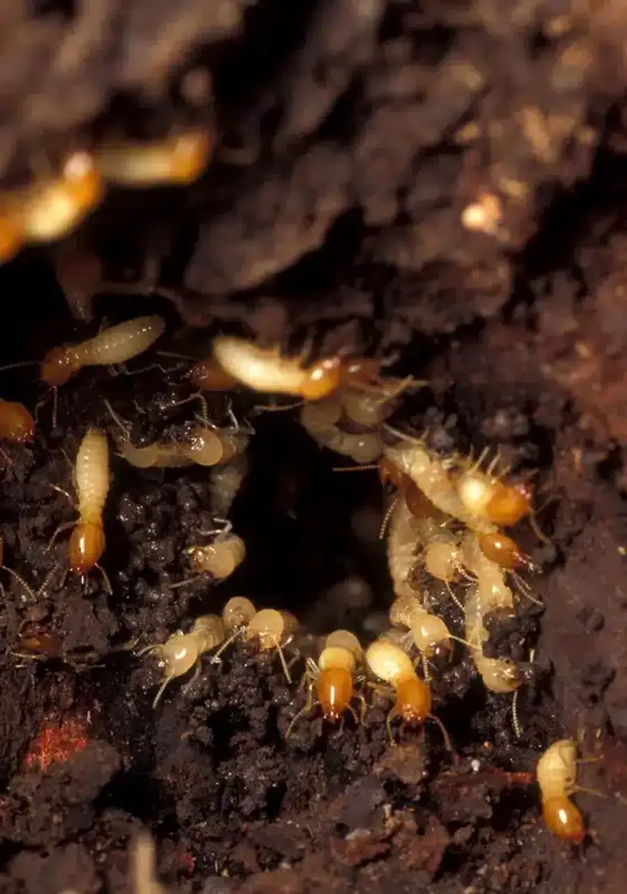 Termites nesting in a wooden structure